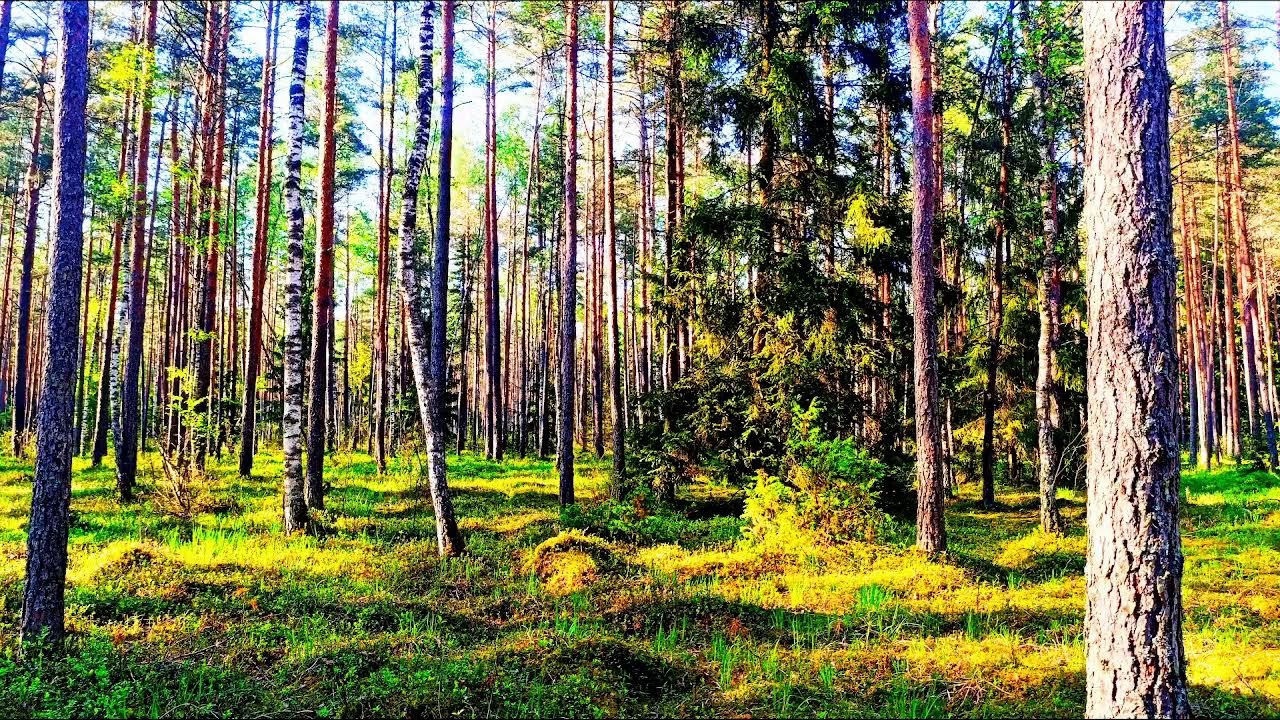 Звуки леса в формате 4K для успокоения 🌿 Умиротворяющее пение птиц и зелень леса для релаксации