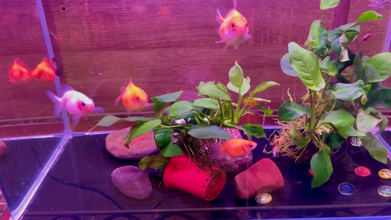 (新手必看)金魚飼養入門技巧分享，看完保證不會再養死金魚！