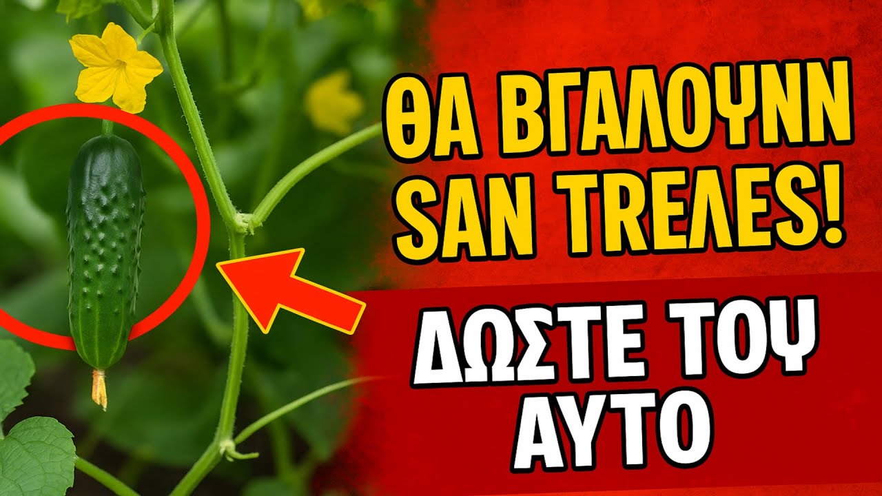 Οι αγγουριές θα βγάλουν σαν τρελές! 🥒 Δώστε του ΑΥΤΟ και θα μαζεύετε σοδειά με κουβάδες.
