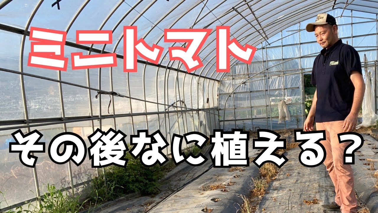 ミニトマト後に最適な作物は？