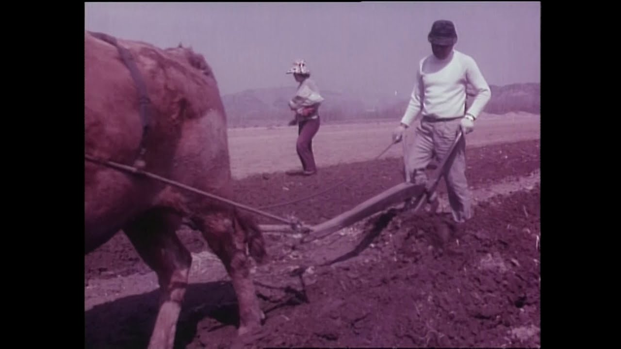 [서울시 기록 영상] 1977년 난지도 모습