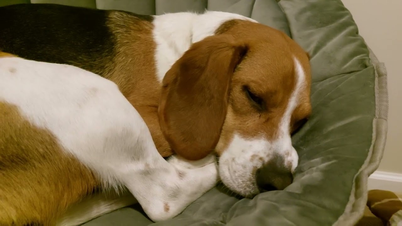 Leo wishes you a good night