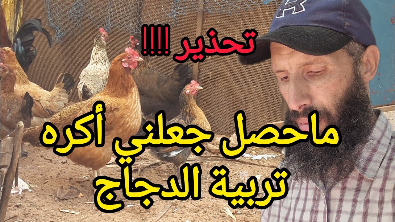 مشروع تربية الدجاج البياض _ هذه هي المخاطر التي يمكن أن تواجهك للنجاح المشروع