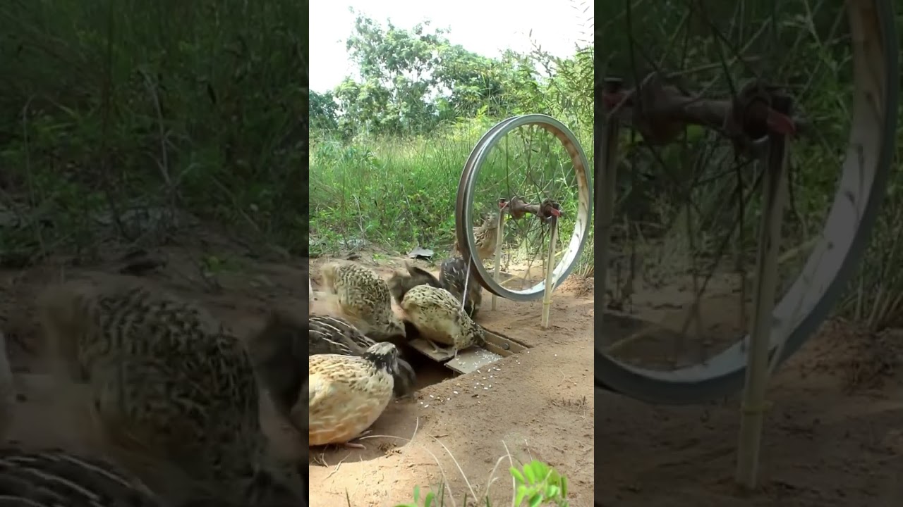 Smart Traps &ndash; Easily Catch Wild Chickens & Animals! #outdoor #trap #wilderness
