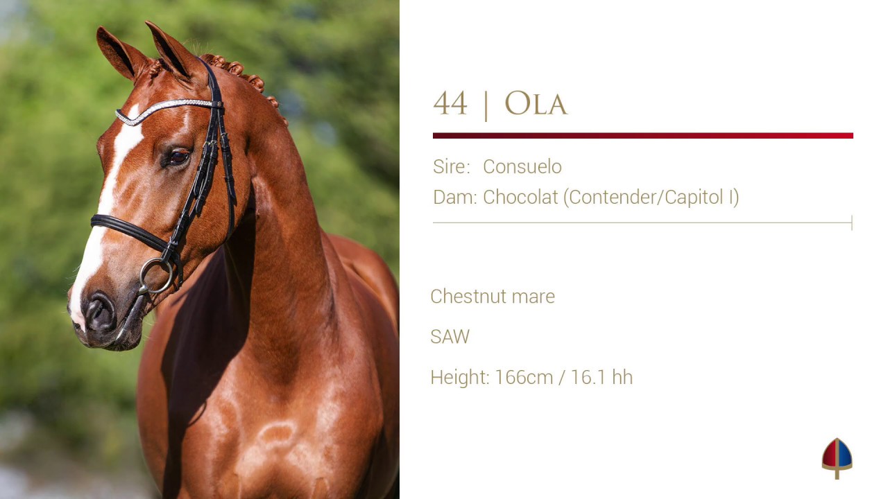 44 Callaho Ola (Consuelo/Contender/Capitol I/Fra Diavolo)