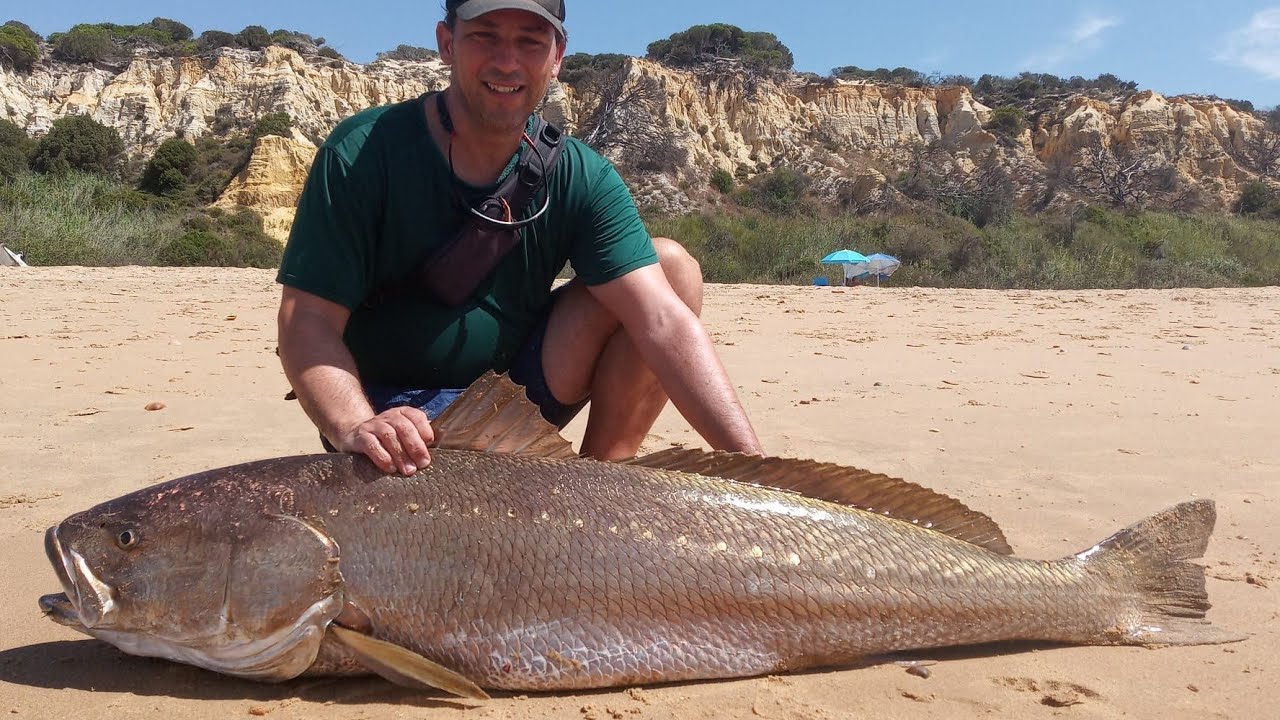 CORVINA 33 kg a SPINNING desde PLAYA en HUELVA 2020