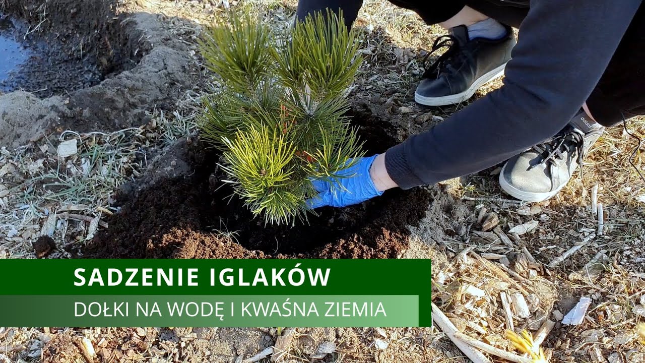 Sadzenie iglaków. Jak sadzimy iglaki, że wszystkie nam się przyjmują. Dołki na wodę i kwaśna ziemia
