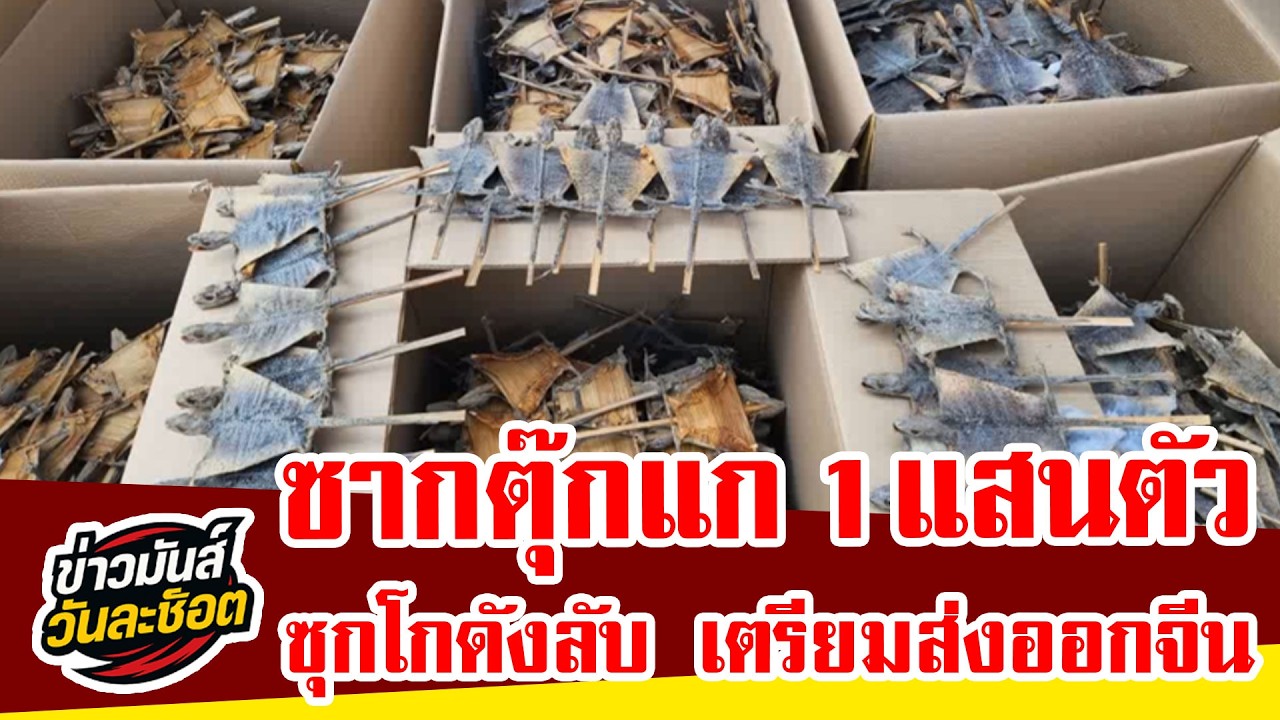 เปิดโปงโกดังลับ! ยึดซากตุ๊กแกกว่า 1.2 แสนตัว ซุกไม้หวงห้ามเกือบ 30 ตัน เตรียมส่งออกจีน