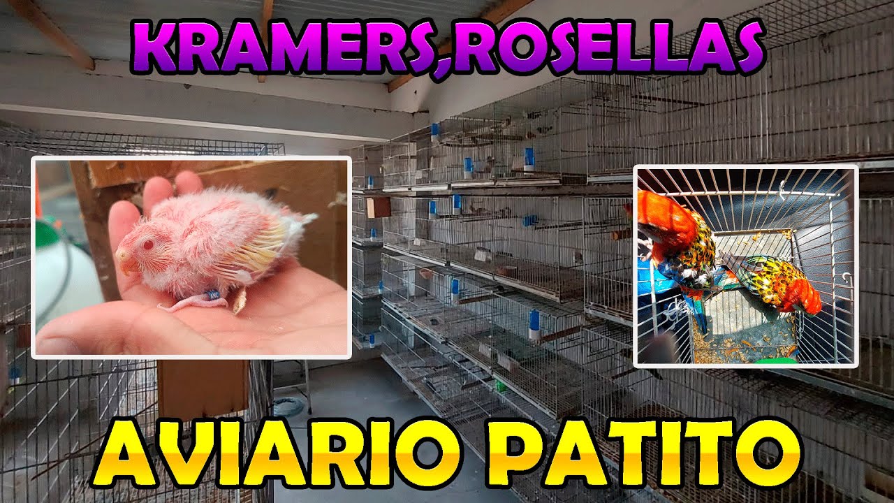 VISITANDO EL AVIARIO DE PATITO KRAMERS , ROSELLAS ,AGAPORNIS  Y MAS #15😎😎😎
