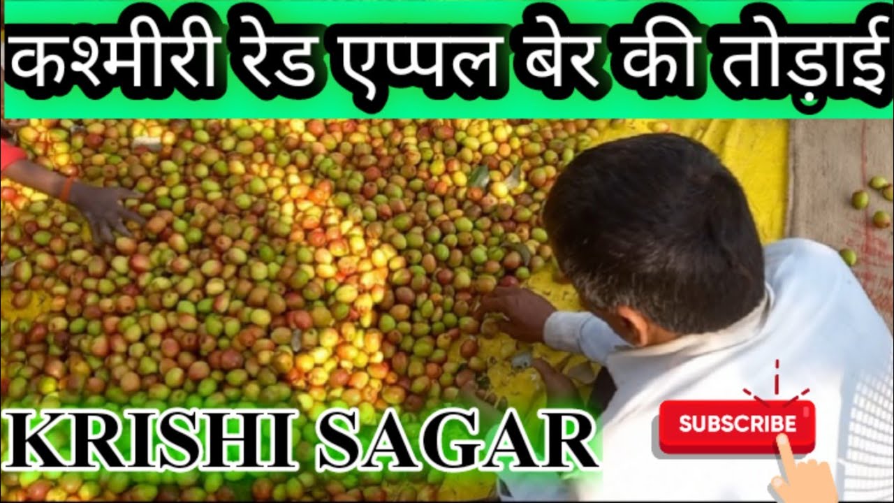 कश्मीरी रेड एप्पल बेर की तोड़ाई