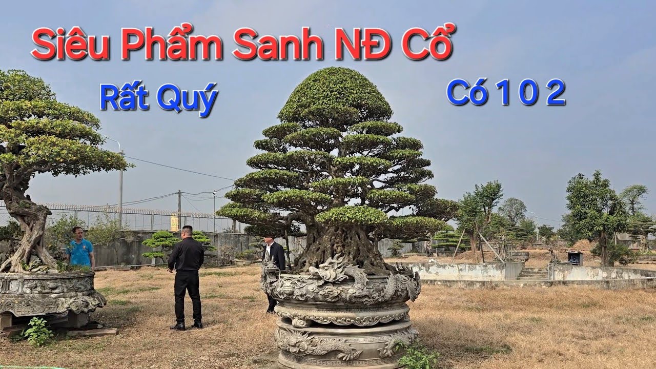SIÊU PHẨM SANH CỔ xếp vào HÀNG HIẾM hiện nay của anh HUY BV 108 .