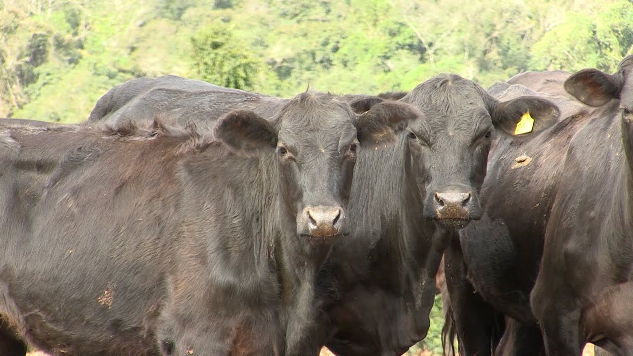 Rastreabilidade bovina: pecuaristas têm até 2032 para implementar novo sistema