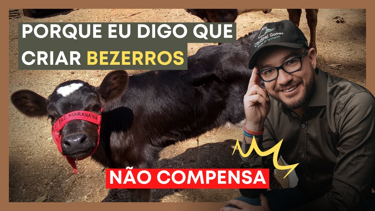 Por que N&Atilde;O criar bezerros