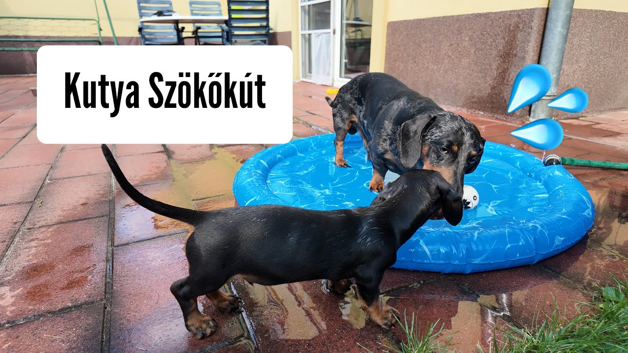 Merlin megmutatja Artúrnak a KUTYA SZÖKŐKUTAT 💦🌊🐶 #merlinesarturkalandjai