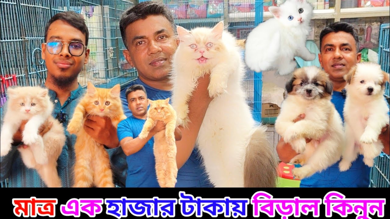 Katabon Animal market in Bangladesh | Dog Price in Bangladesh | Mixed Breed Cat price in Bangladesh
