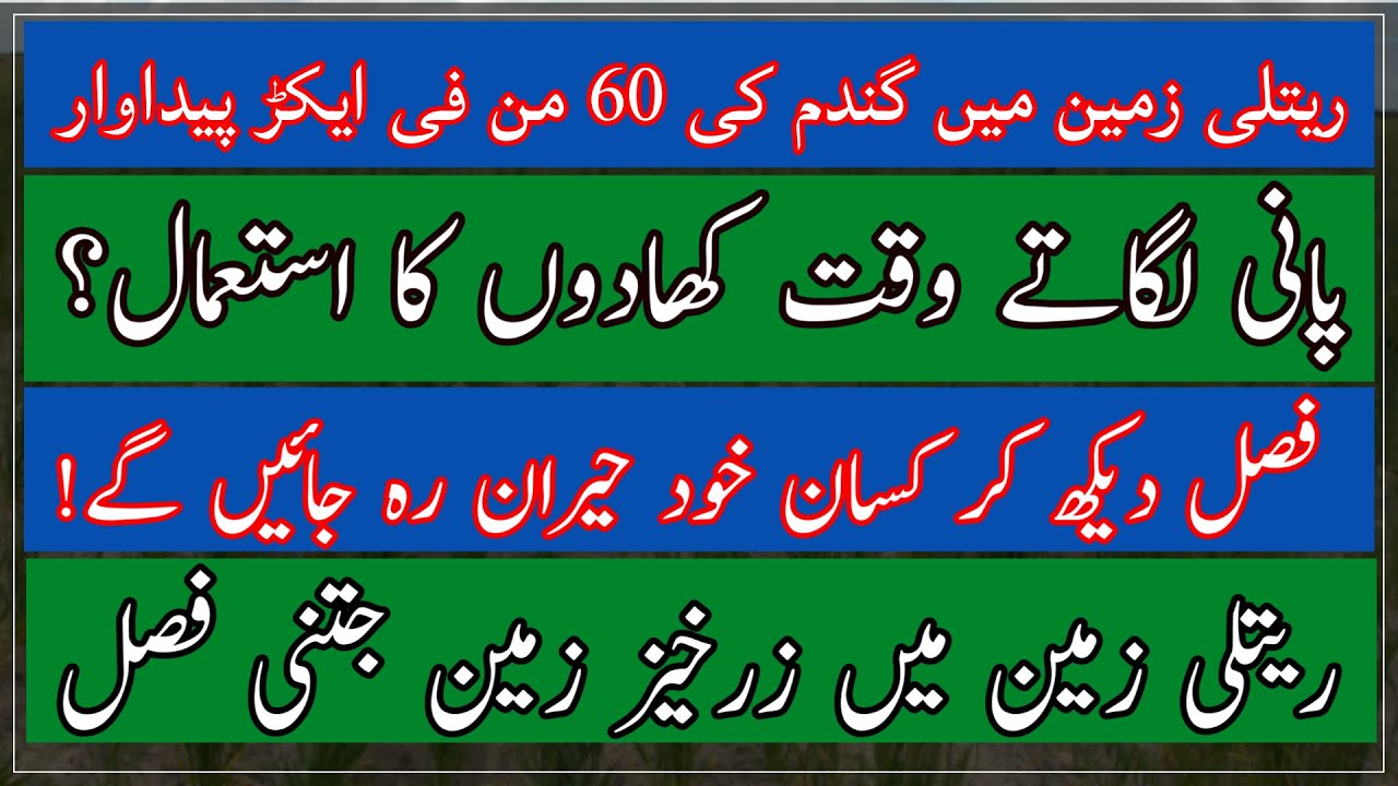 Wheat fertilizer plan for sandy soil| Good crop from sandy soil| ریتلی زمین میں گندم کی اچھی پیداوار