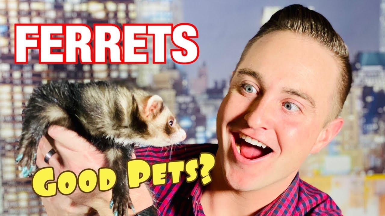 Do Ferrets Make Good Pets?