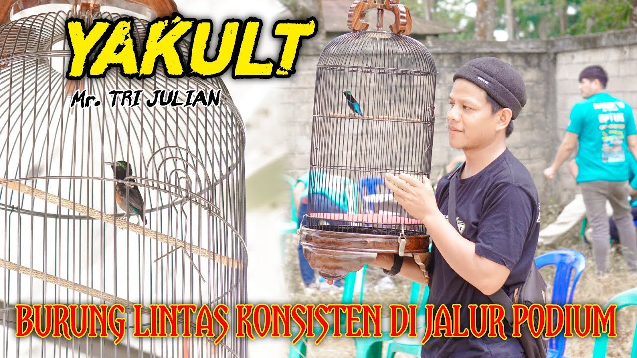 KONIN YAKULT BURUNG LINTAS YANG SELALU PODIUM❗️TAMPIL ISTIMEWA DI EVENT BASERAH VAGANZA❗️