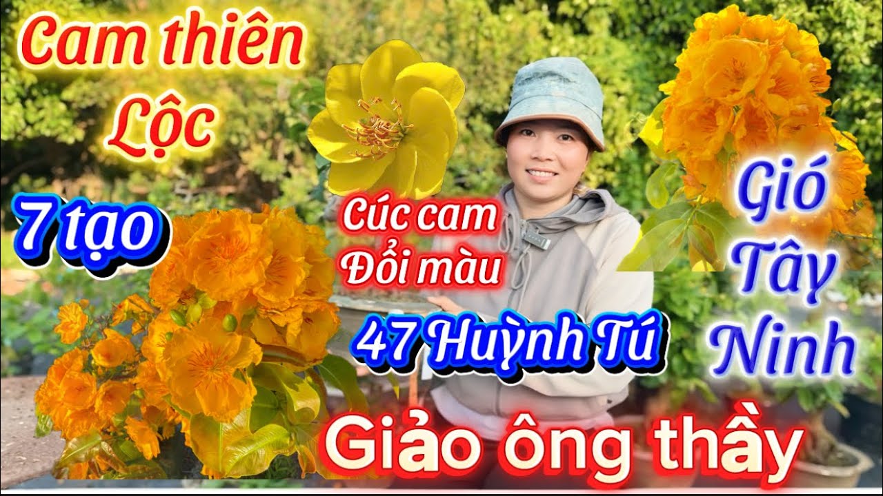 3-3-2026☎️0365938100📲mai giống giá rẻ 47 Huỳnh Tú- giảo ông thầy-xoáy Hồng phát báo mã số 