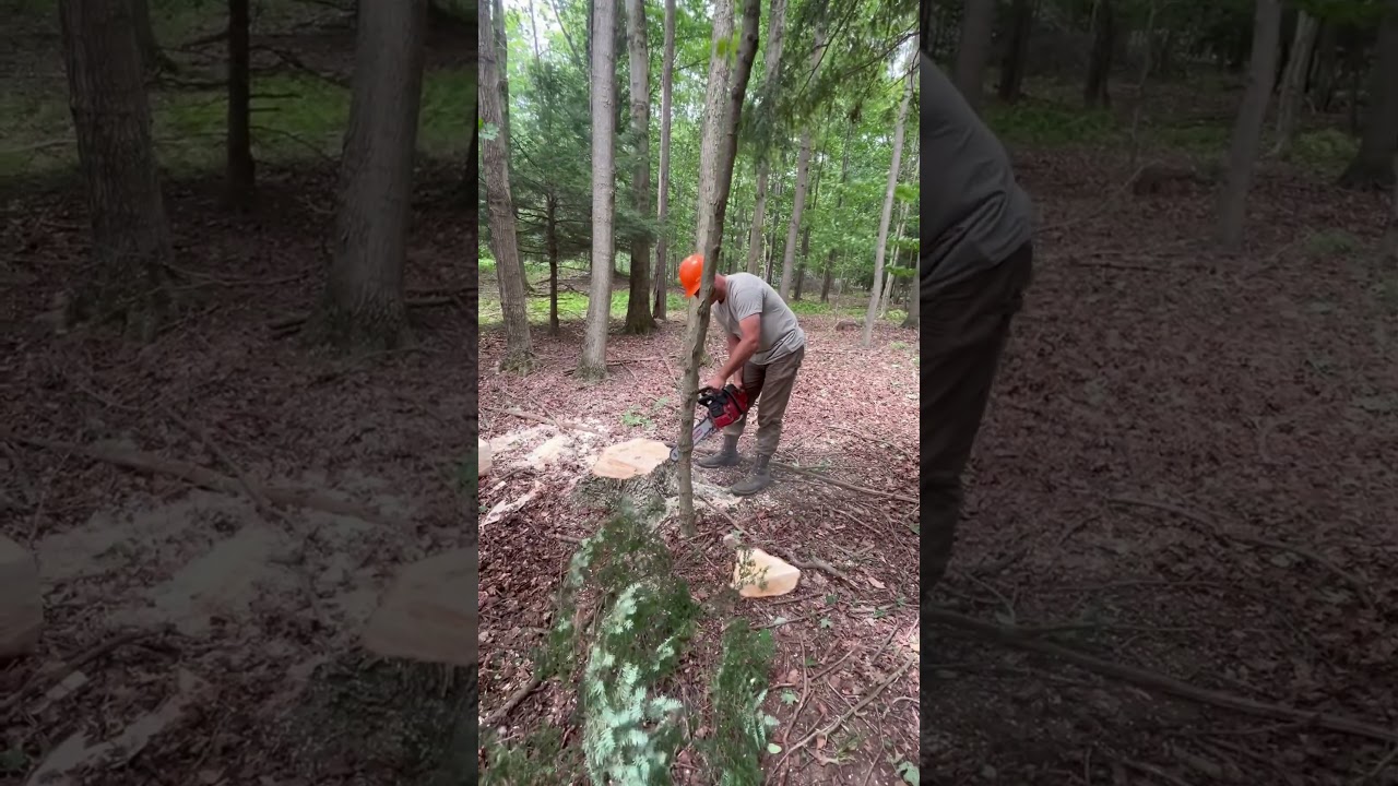 Logger’s tip of the day. Notch last. 