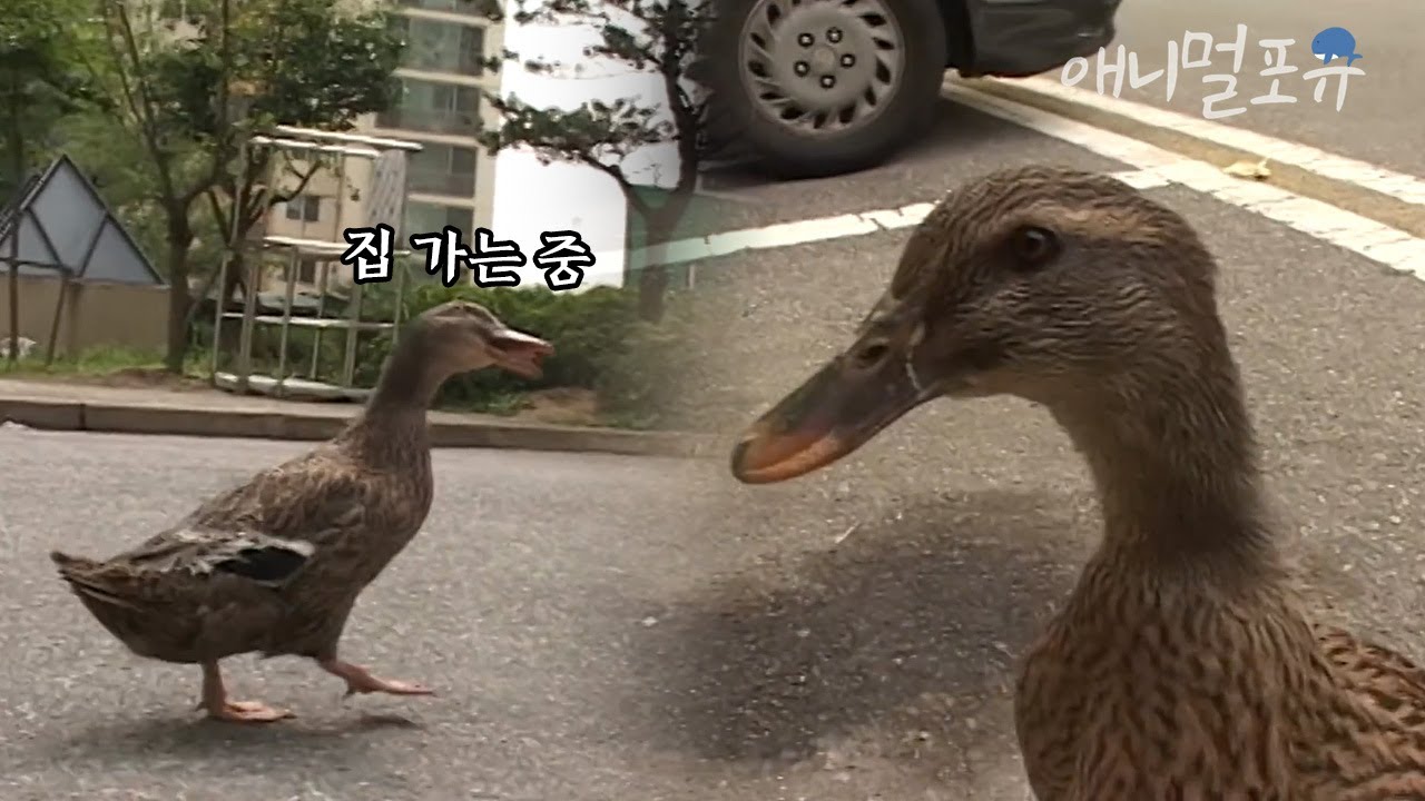 아줌마만 졸졸 쫓아다니는 똑똑한 천재 오리 🦆 집 위치까지 기억한다?!ㅣKBS 주주클럽 041002 방송