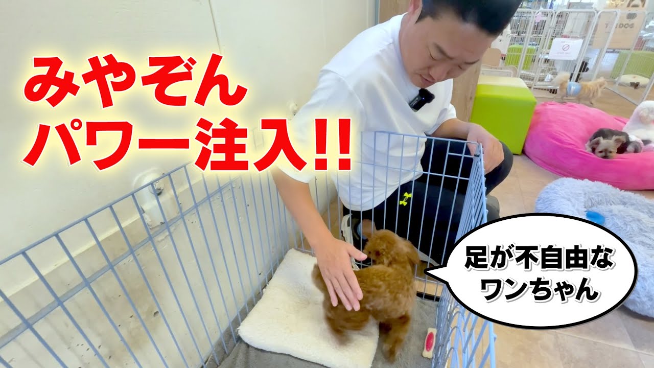 【譲渡犬】足が不自由なワンちゃんにみやぞんパワーを注入しました！！｜#トイプードル　#ポメラニアン　#ヨークシャテリア　#チワワ