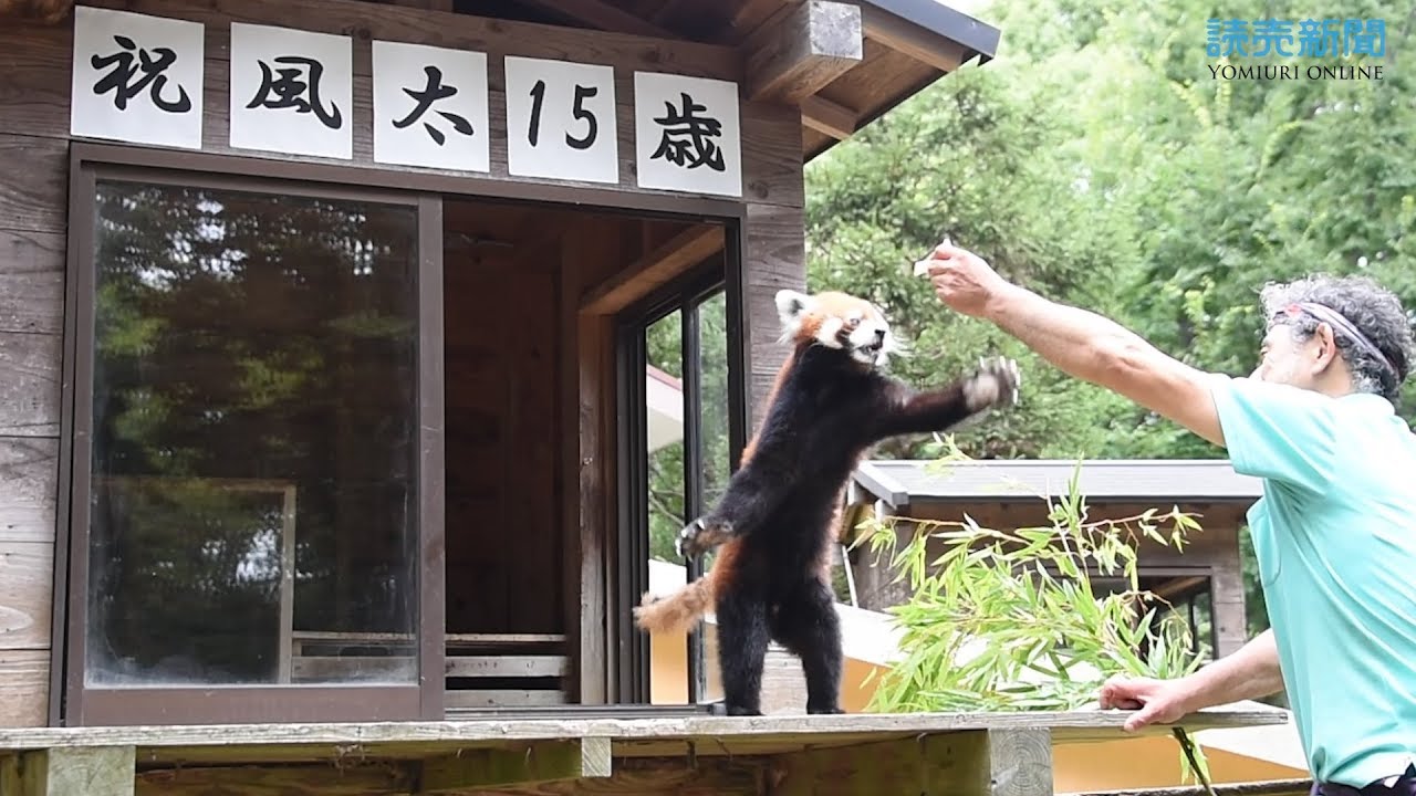 「風太」元気に１５歳、今も立ち上がる