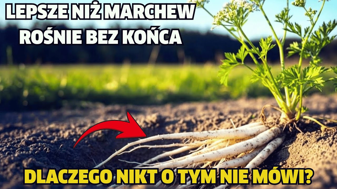 Lepsze niż marchew. Posadź raz, zbieraj bez końca, nawet zimą. Dlatego to zakopali.