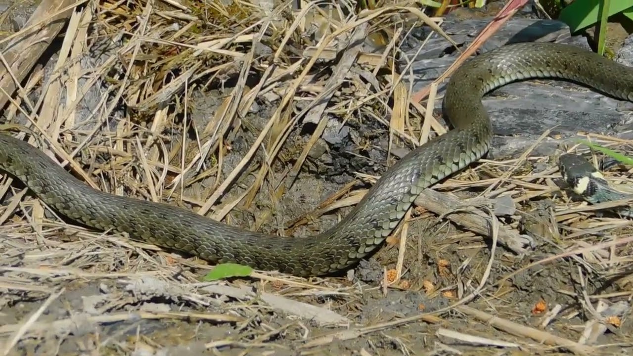 Zaskrońce Zwyczajne w naturze. | Natrix natrix