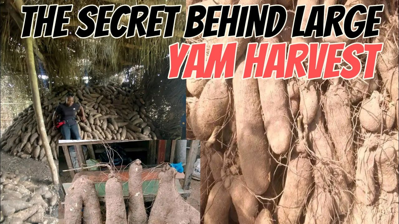 STOP BUYING YAMS, DO THIS AND HARVEST YAMS IN TONS AND MAKE 1000% PROFITS FROM HOME