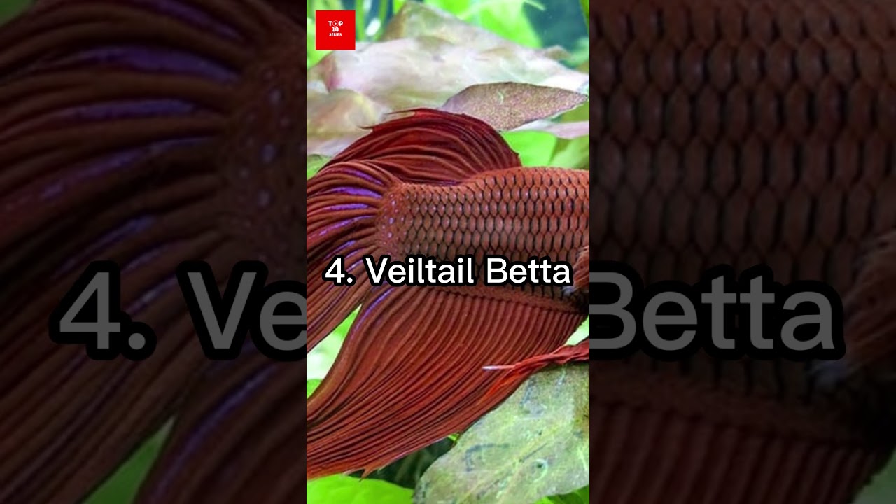 Top 10 most beautiful bettas in the world