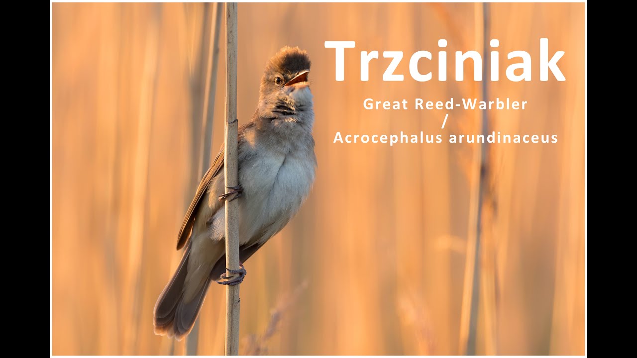 Trzciniak / Great Reed-Warbler / Acrocephalus arundinaceus | fotografuj #zemną