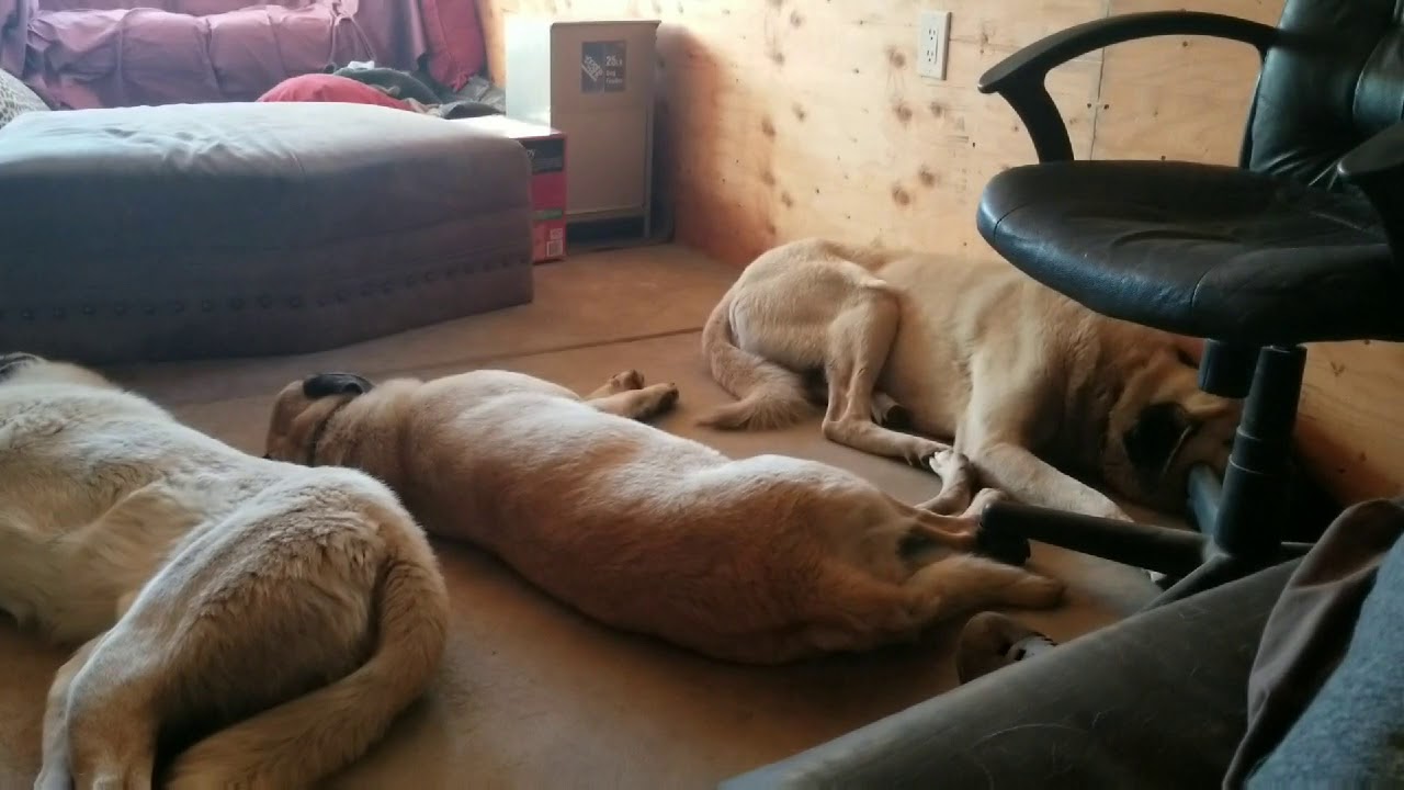 All About Anatolian Shepherds
