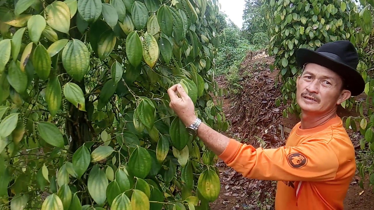 PROSES PEMUPUKAN TANAMAN LADA/SAHANG/MERICA (PIPER NIGRUM) | Pepper Grower
