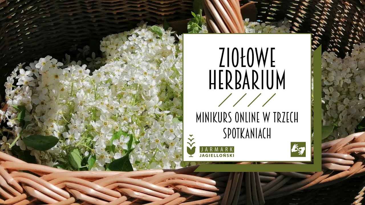 Ziołowe herbarium cz. 1 | Naucz się robić zielnik!