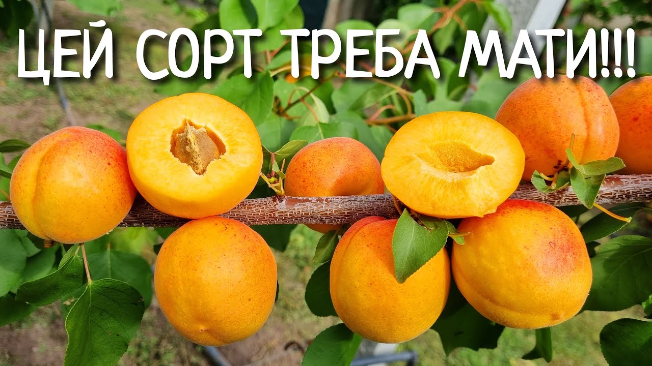 ХТО ХОЧЕ ВРОЖАЙНИЙ ,СМАЧНИЙ,САМОЗАПИЛЬНИЙ АБРИКОС ???СОРТ АБРИКОСА КРИМСКИЙ АМУР !!!