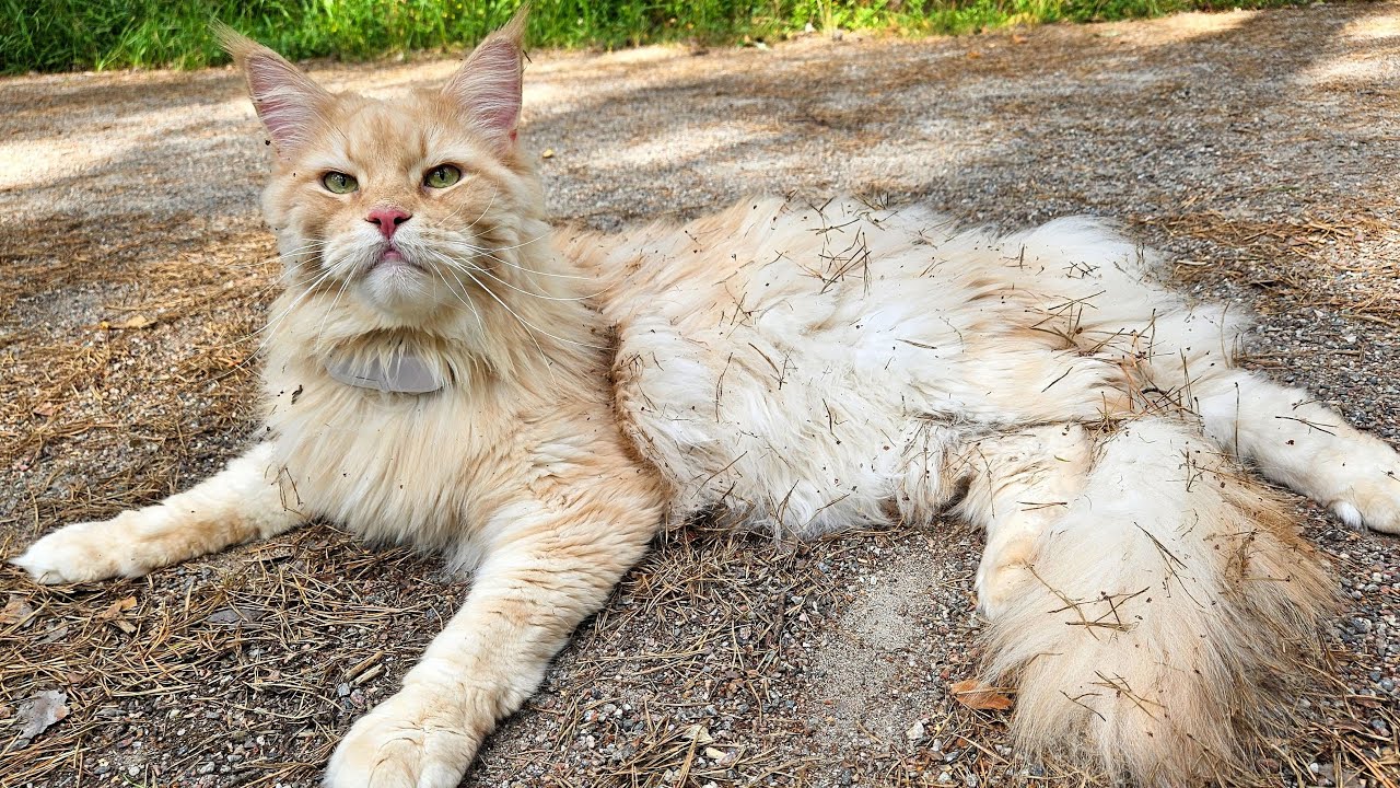 Stop Rolling in the Dirt, Buster!