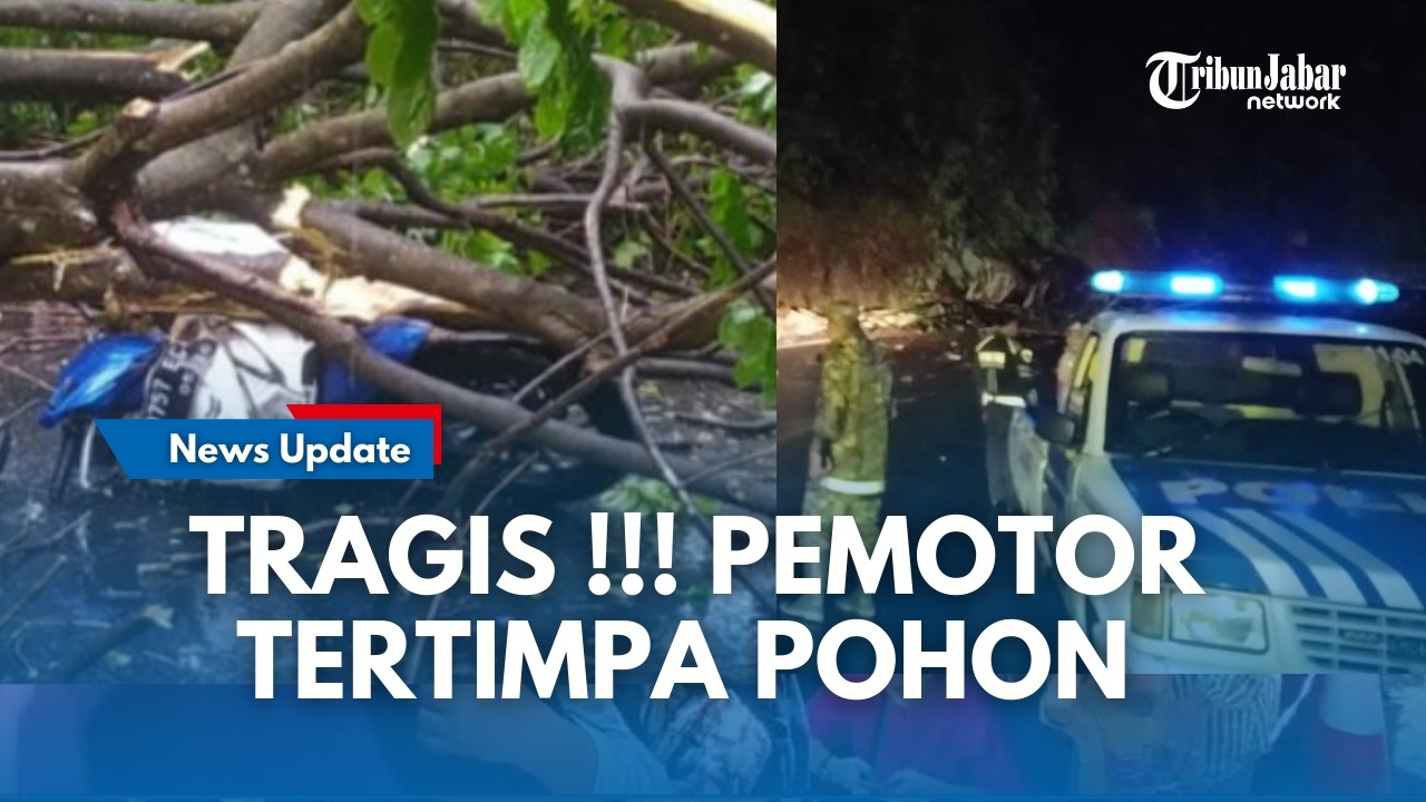 BREAKING NEWS !!! Tragis Pemotor Tertimpa Pohon Tumbang Saat Melintas di Cadas Pangeran