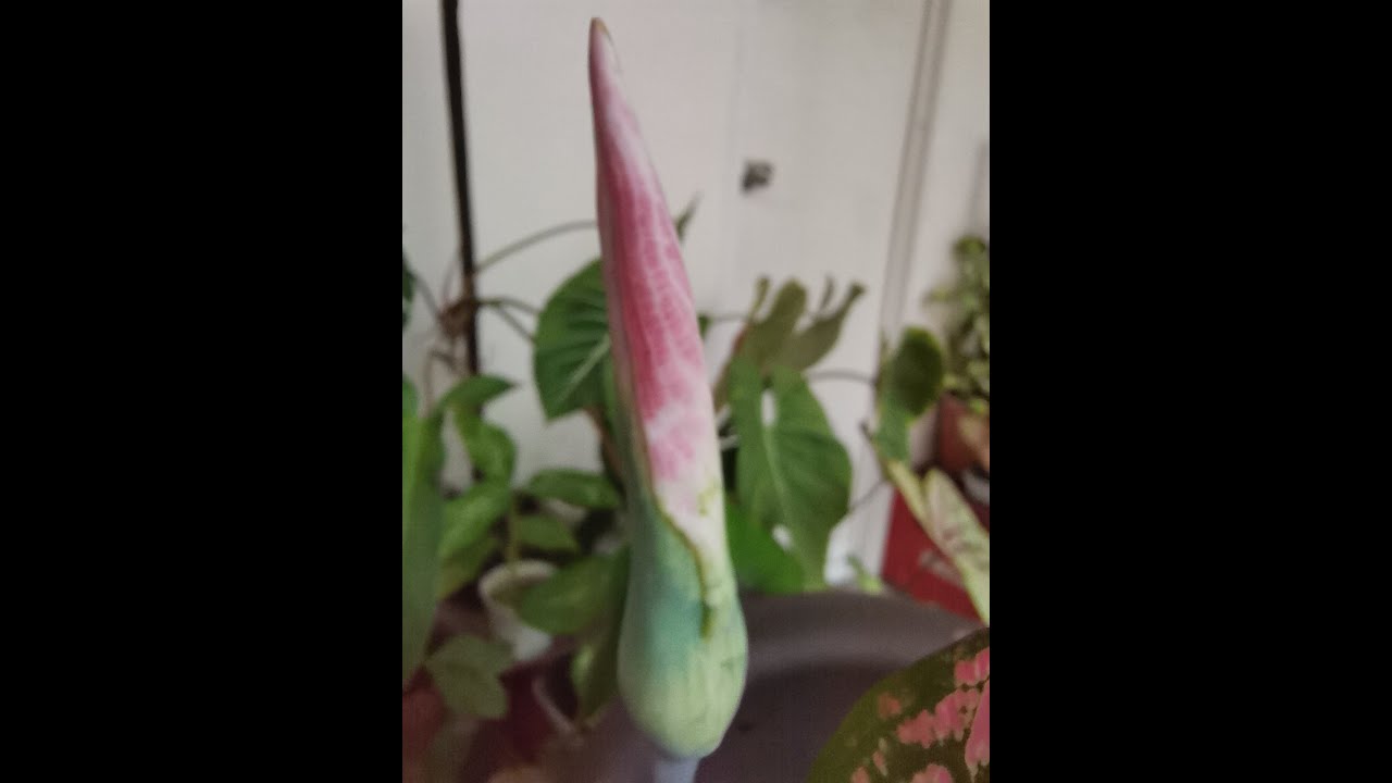 Cross pollination of Thai Hybrid Caladiums
