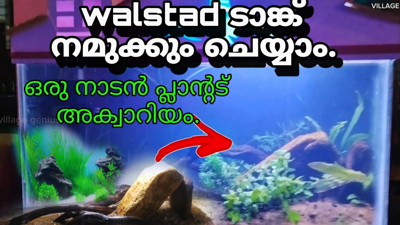 I made a walstad method aquarium.ഇനി ചിലവ് കുറയും .Natural planted tank with good results.malayalam.