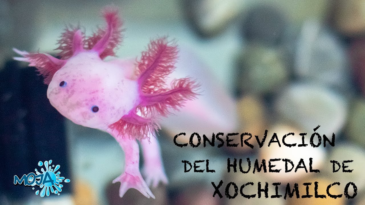 Conservaci&oacute;n de ajolote y el humedal de Xochimilco