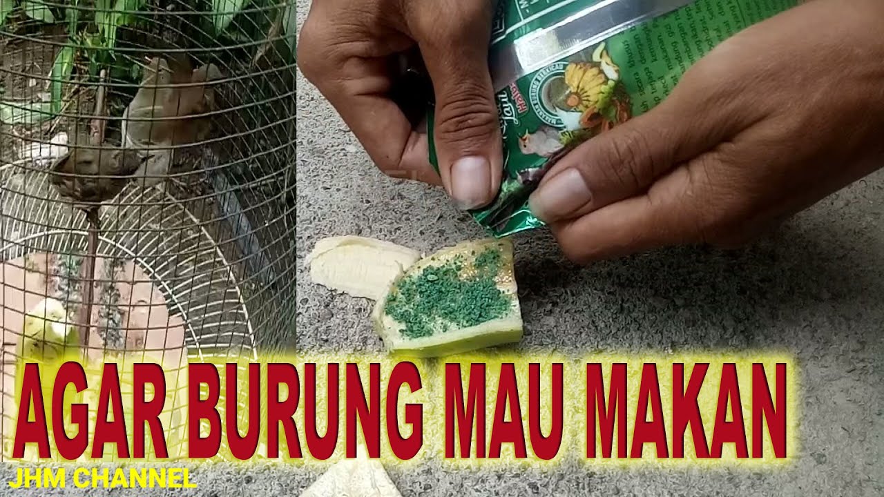 Agar Burung Merbah Mata Merah atau merbah Belukar Mau Makan Voer #Makanan_Burung_Merbah
