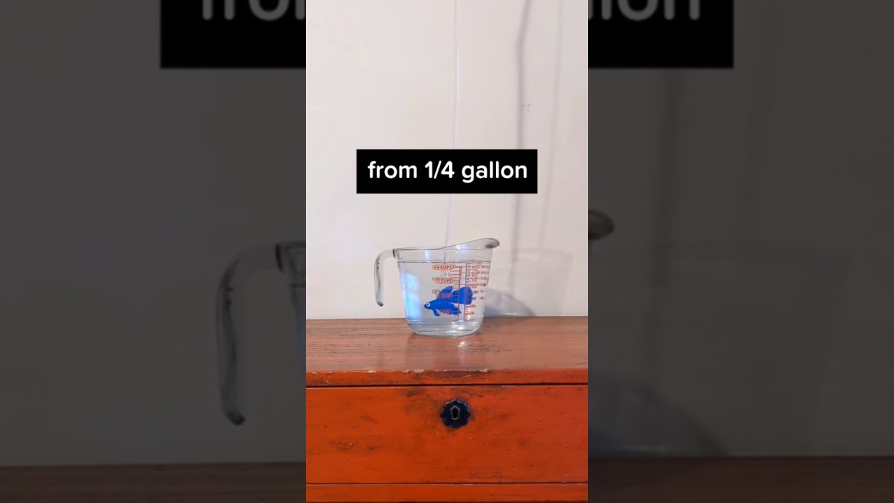 Petco's betta fish care sheet is still behind 😳
