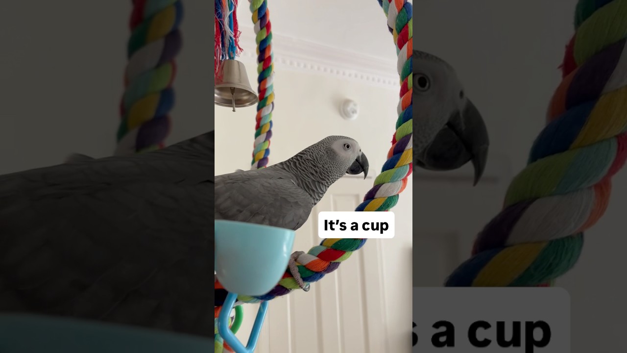 Pellets turned into a game, otherwise it&rsquo;s a NO #shorts #africangrey