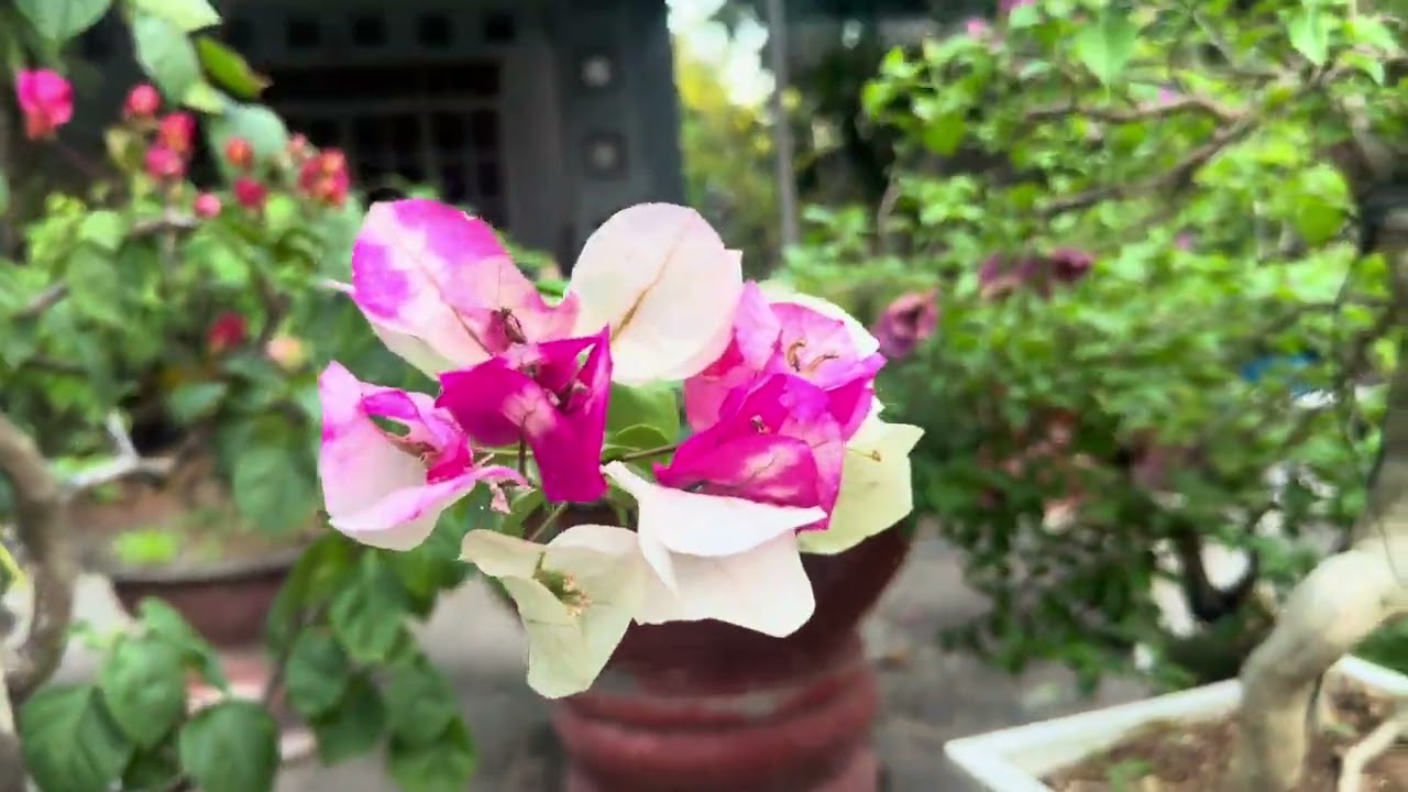 Hoa Tết ở nhà 🌼☘️🌼🌷🍀🌸