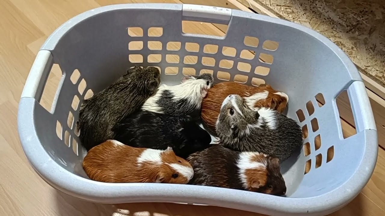 Meine Meerschweinchen: Der Einzug ins neue Heim !