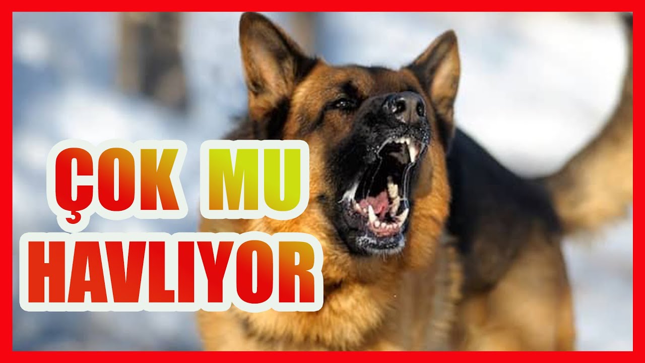 KÖPEĞİNİZE KULAK VERİN - KÖPEĞİN NEDEN ÇOK HAVLIYOR