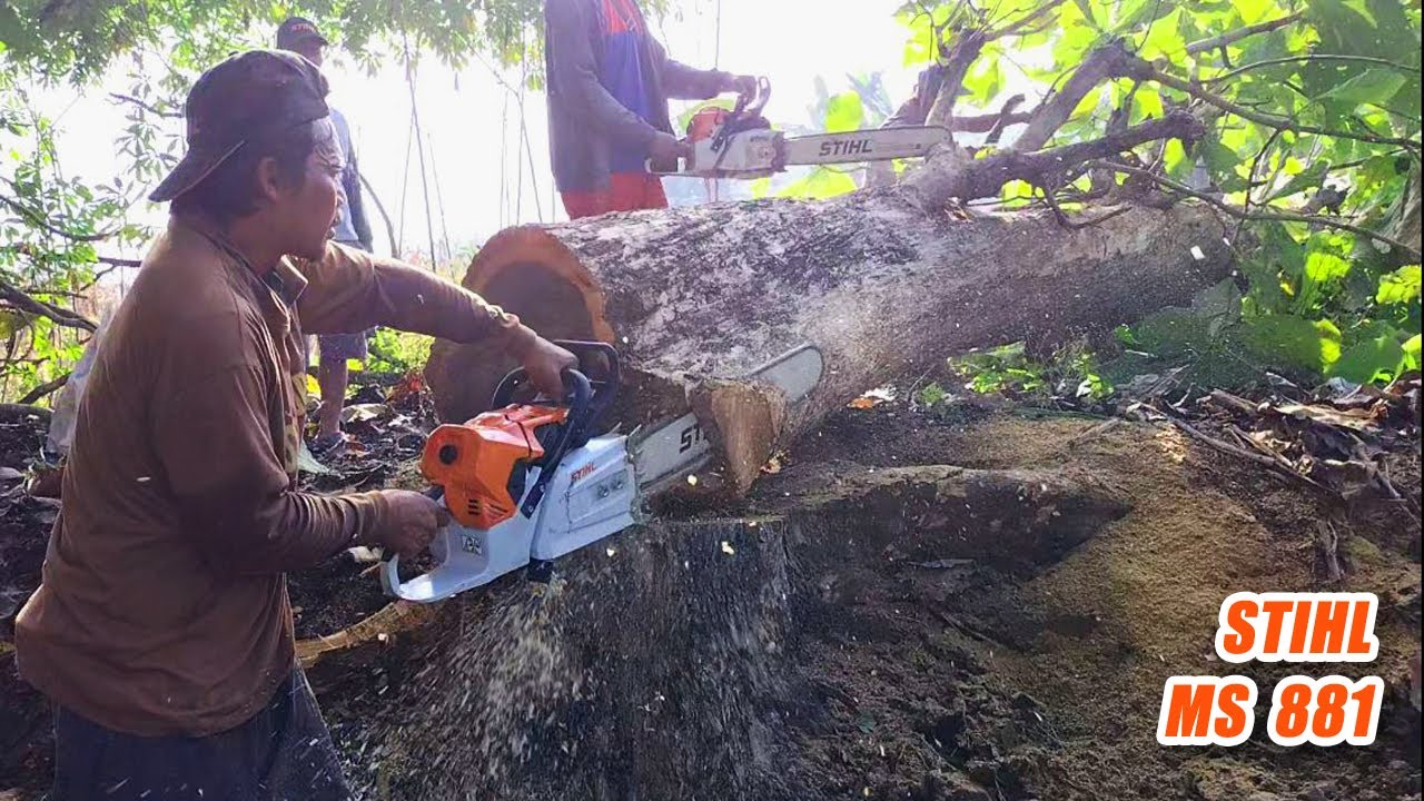 Dangerous, tree sliding, Teak tree felling - STIHL MS 881