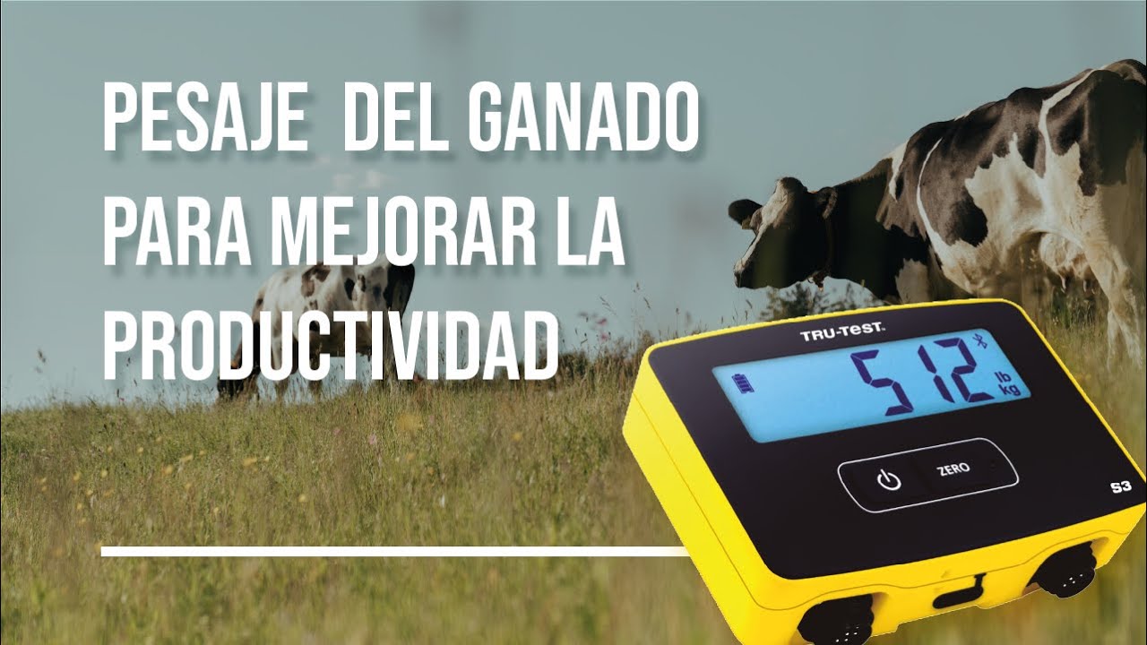 La importancia del pesaje de ganado, para mejorar la productividad