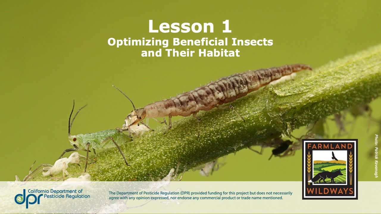 Optimizing Beneficial Insects and Their Habitat Webinar